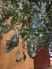 Acacia podalyriifolia