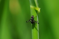 Rivellia syngenesiae