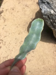 Acacia podalyriifolia