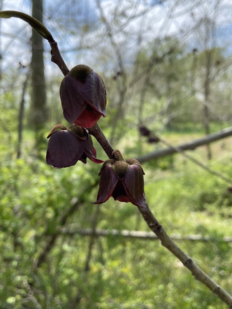 common pawpaw from Dierssen Wma, Potomac, MD, US on April 15, 2021 at ...