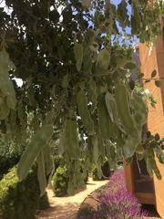 Acacia podalyriifolia