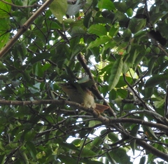 Dendroma erythroptera