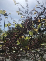 Tracheophyta