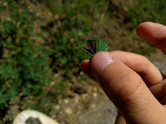 Callophrys dumetorum