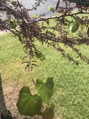 Tracheophyta
