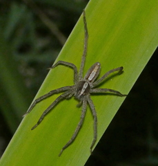 Neoctenus