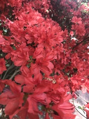 Rhododendron simsii