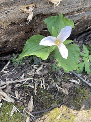 Callipetalon