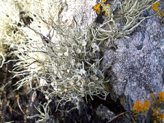 Ramalina cuspidata