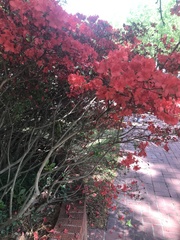 Rhododendron simsii