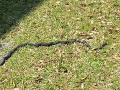 Coluber constrictor
