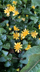 Ficaria verna