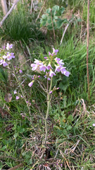 Cardamine pratensis