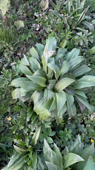 Allium ursinum
