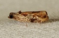 Zomaria interruptolineana