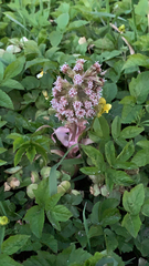 Petasites hybridus