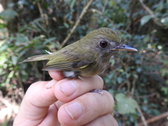 Hemitriccus flammulatus