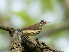 Louisiana Waterthrush photo 3