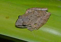 Pristimantis ramagii