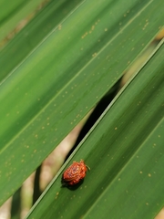 Hemisphaerota palmarum