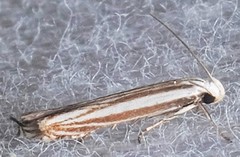 Polyhymno luteostrigella