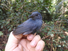 Thamnomanes schistogynus