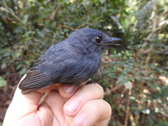 Thamnomanes schistogynus