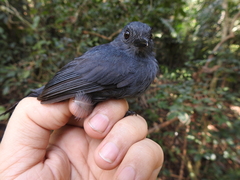 Thamnomanes schistogynus