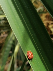Hemisphaerota palmarum