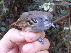 Epinecrophylla leucophthalma