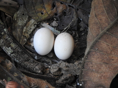 Nyctiphrynus ocellatus