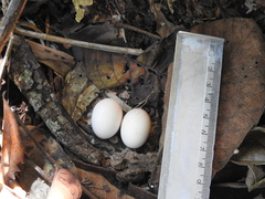 Nyctiphrynus ocellatus