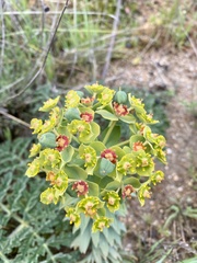 Myrsiniteae