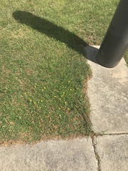 Oxalis corniculata