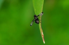 Rivellia syngenesiae