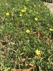 Oxalis corniculata