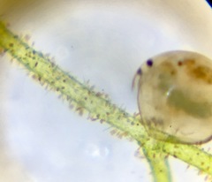Chydorus