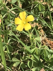 Oxalis corniculata