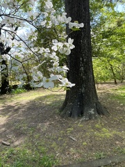 Cornus florida