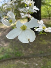 Cornus florida