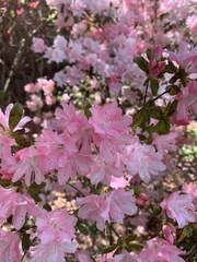 Rhododendron