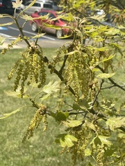 Quercus