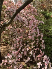 Rhododendron