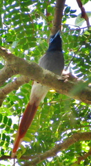 Terpsiphone viridis granti