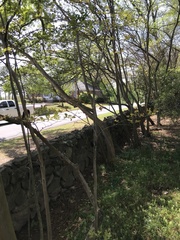 Lagerstroemia indica