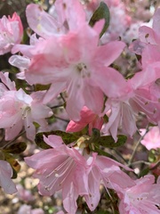 Rhododendron