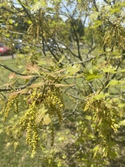 Quercus