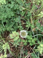 Trifolium repens