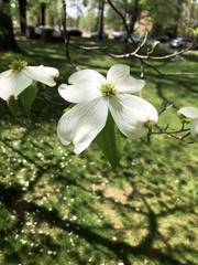 Cornus florida