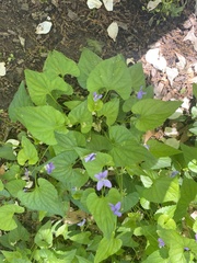Viola